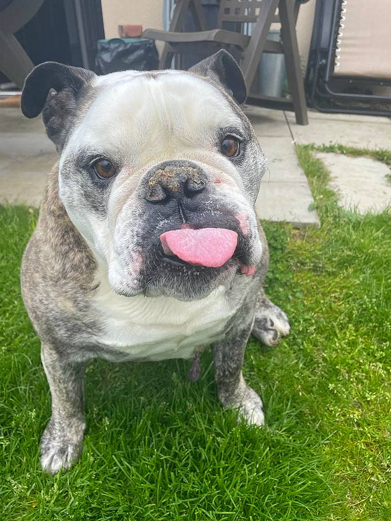 Milo joined the competition — help win amazing prizes! ancient_dog_breeds, bulldog, carnivore, collar, companion_dog, dog, dog_breed, dog_collar, fawn, grass, molosser, non_sporting_group, plant, snout, terrestrial_animal, toy_dog, whiskers, working_animal, working_dog, wrinkle