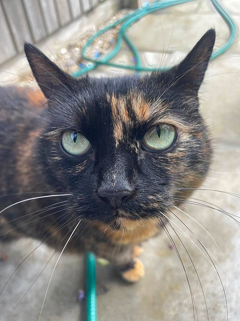 Bella is registered to the contest to win money with this photo: black_cat, carnivore, cat, claw, close_up, domestic_short_haired_cat, electric_blue, fawn, felidae, fur, iris, nose, paw, sitting, small_to_medium_sized_cats, snout, terrestrial_animal, tree, whiskers, window