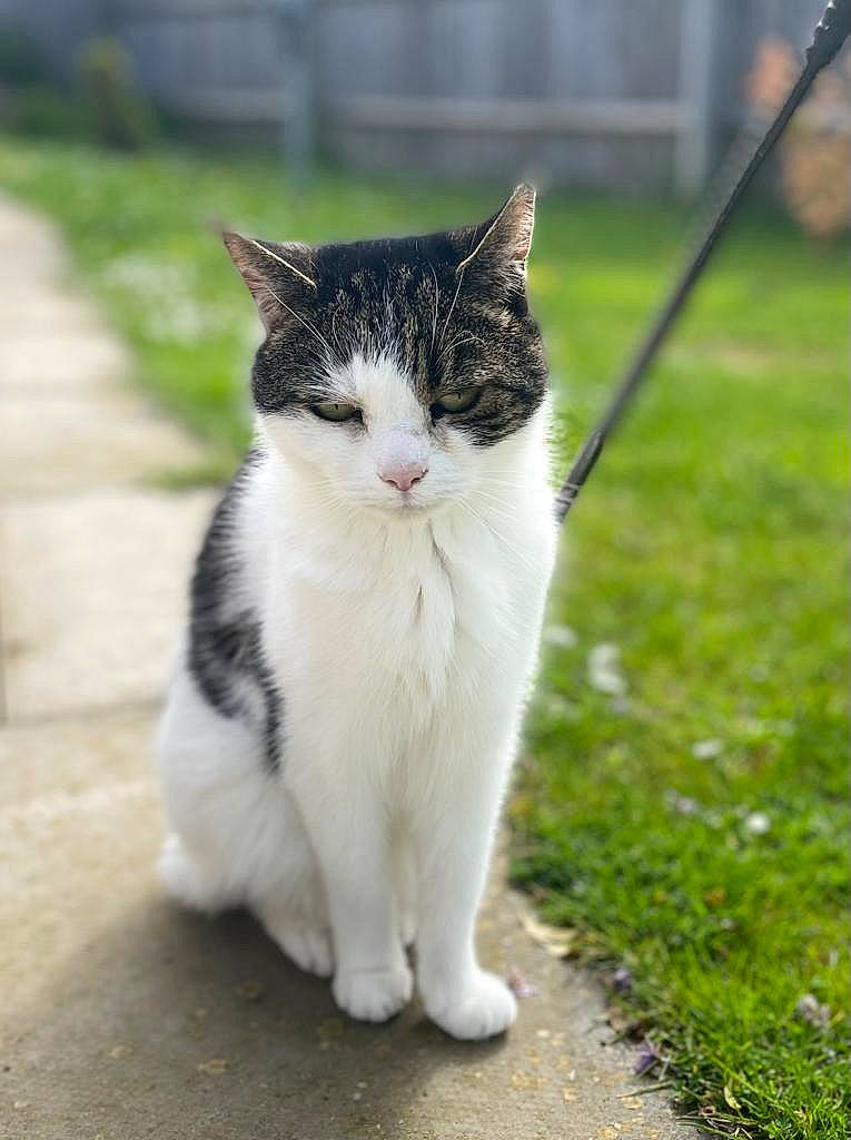 Homer joined the competition — help win amazing prizes! asphalt, carnivore, cat, domestic_short_haired_cat, eye, felidae, fur, grass, human_body, human_leg, paw, plant, road_surface, sidewalk, small_to_medium_sized_cats, snout, tail, terrestrial_animal, tree, whiskers