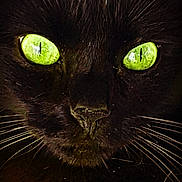 Kiara a rejoint le concours — aidez-le/la à gagner de superbes lots ! black, black_cat, bombay, carnivore, cat, close_up, domestic_short_haired_cat, eye, felidae, green, small_to_medium_sized_cats, snout, whiskers