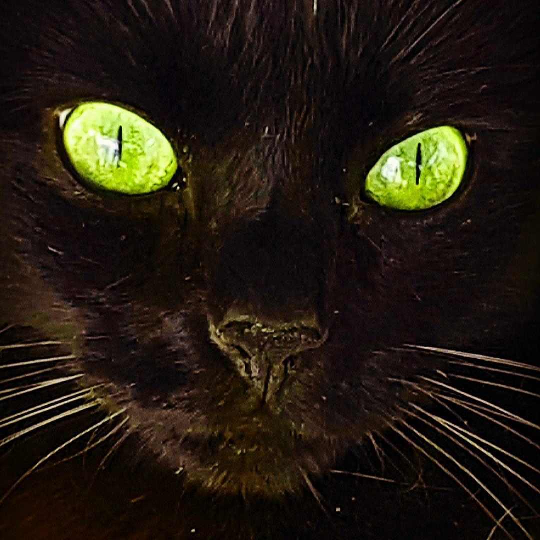 Kiara a rejoint le concours — aidez-le/la à gagner de superbes lots ! black, black_cat, bombay, carnivore, cat, close_up, domestic_short_haired_cat, eye, felidae, green, small_to_medium_sized_cats, snout, whiskers