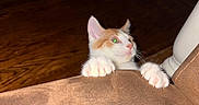 Hippo is registered to the contest to win money with this photo: kitten, cat, orange_and_white, claws, couch, brown, wooden_floor, indoor, pet, curious, grip, paws, feline, young, animal, climbing, furniture, home, playful, cute
