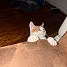 kitten, cat, orange_and_white, claws, couch, brown, wooden_floor, indoor, pet, curious, grip, paws, feline, young, animal, climbing, furniture, home, playful, cute