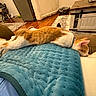 blanket, blue_blanket, cabinet, cat, collar, couch, cozy, domestic_animal, floor_rug, furniture, home, indoor, orange_cat, pet_bed, relaxed, resting, sleeping, stretching, white_cat, wooden_floor