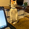 carpet, cat, coffee_table, collar, couch, cozy, curious, fur, furniture, home, indoor, kitten, laptop, living_room, orange_and_white, pet, plant, standing, television, wooden_table