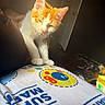 animal, blanket, cat, colorful, cozy, cute, domestic, feline, home, indoor, kitten, mario, orange_and_white, paw, pet, relaxed, soft_light, sunlight, whiskers, young_animal