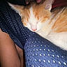 Hippo is registered to the contest to win money with this photo: kitten, cat, sleeping, orange_and_white, close_up, pet, animal, cozy, resting, blue_fabric, perforated, human_leg, indoor, cute, fur, whiskers, relaxation, nap, soft, warm