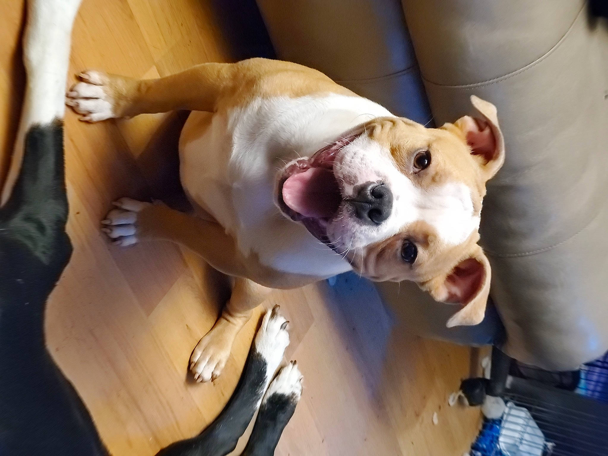 Johnny joined the competition — help win amazing prizes! canidae, carnivore, collar, comfort, companion_dog, dog, dog_breed, dog_collar, dog_supply, ear, eyewear, fawn, fur, leash, non_sporting_group, pet_supply, snout, sporting_group, whiskers, working_animal