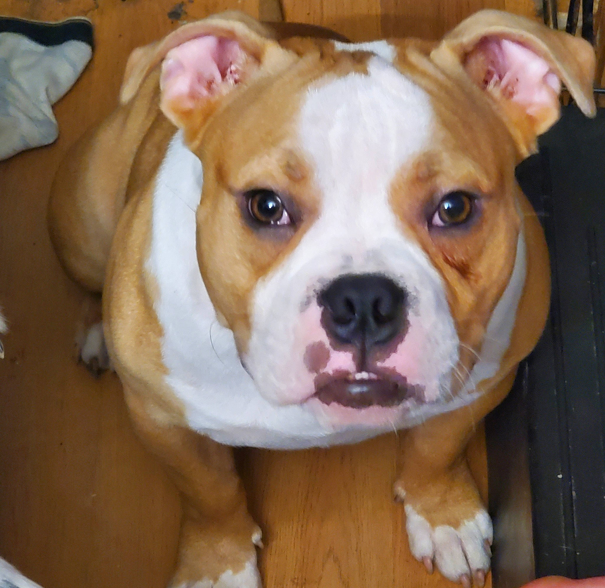 Johnny joined the competition — help win amazing prizes! ancient_dog_breeds, carnivore, companion_dog, dog, dog_breed, fawn, fur, molosser, non_sporting_group, olde_english_bulldogge, snout, sporting_group, whiskers, working_animal, working_dog