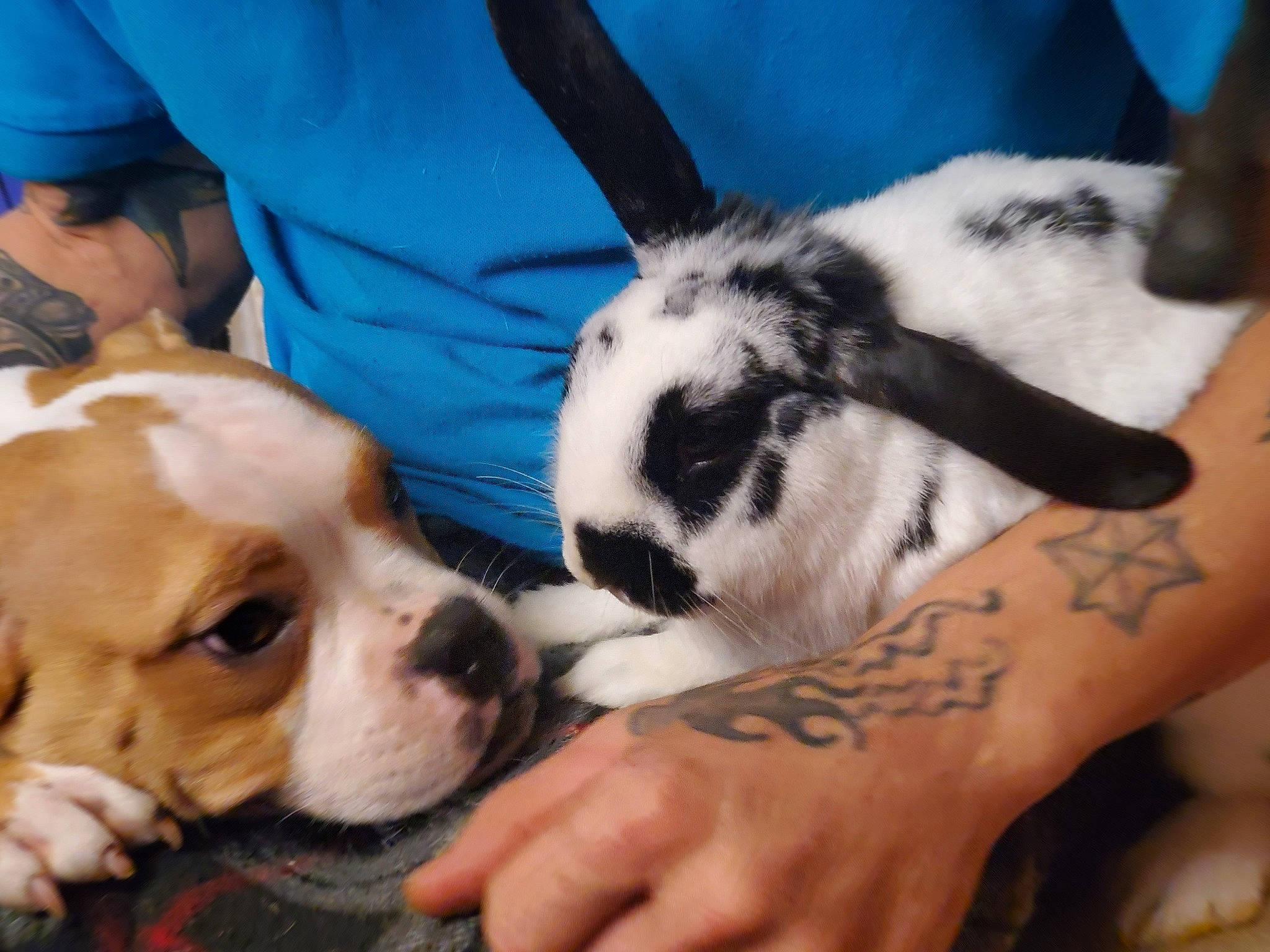 Johnny is registered to the contest to win money with this photo: canidae, carnivore, companion_dog, dog, dog_breed, event, fawn, fur, human_leg, nail, paw, puppy_love, rabbit, snout, sporting_group, temporary_tattoo, toy_dog, whiskers, working_animal, wrist