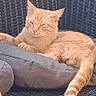 Shadow a rejoint le concours — aidez-le/la à gagner de superbes lots ! cat, orange_cat, sleeping, lounging, animal, pet, feline, whiskers, ears, tail, fur, cushion, chair, wicker, outdoor, patio, relaxed, portrait, close_up, nap
