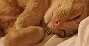 Shadow a rejoint le concours — aidez-le/la à gagner de superbes lots ! cat, orange_cat, sleeping, sleepy, curled_up, paw, whiskers, pink_nose, fur, bed, bedding, blanket, pillow, indoors, cozy, relaxed, nap, close_up, warm_lighting, portrait