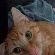 Shadow participe au concours pour gagner de l'argent avec cette photo : cat, orange_tabby, kitten, feline, pet, animal, face, eyes, green_eyes, nose, whiskers, striped_fur, orange_fur, lying_down, relaxed, blanket, bed, indoors, close_up, portrait