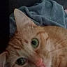 cat, orange_tabby, kitten, feline, pet, animal, face, eyes, green_eyes, nose, whiskers, striped_fur, orange_fur, lying_down, relaxed, blanket, bed, indoors, close_up, portrait