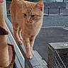 cat, orange_cat, tabby, feline, pet, animal, standing, walking, balcony, railing, cat_tree, outdoor, urban, parking_lot, van, trees, window, vertical_photo, whiskers, ginger