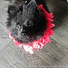 Saîka participe au concours pour gagner de l'argent avec cette photo : puppy, dog, black_dog, fluffy, long_hair, red_flowers, flower_collar, pet, animal, looking_up, eyes, portrait, indoors, wooden_floor, floor, timestamp, location_text, human_foot, cute, photography