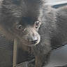 dog, puppy, fluffy, black_fur, small_dog, standing, car, car_seat, vehicle, portrait, close_up, animal, pet, canine, ears, eyes, nose, fur, indoor, curious