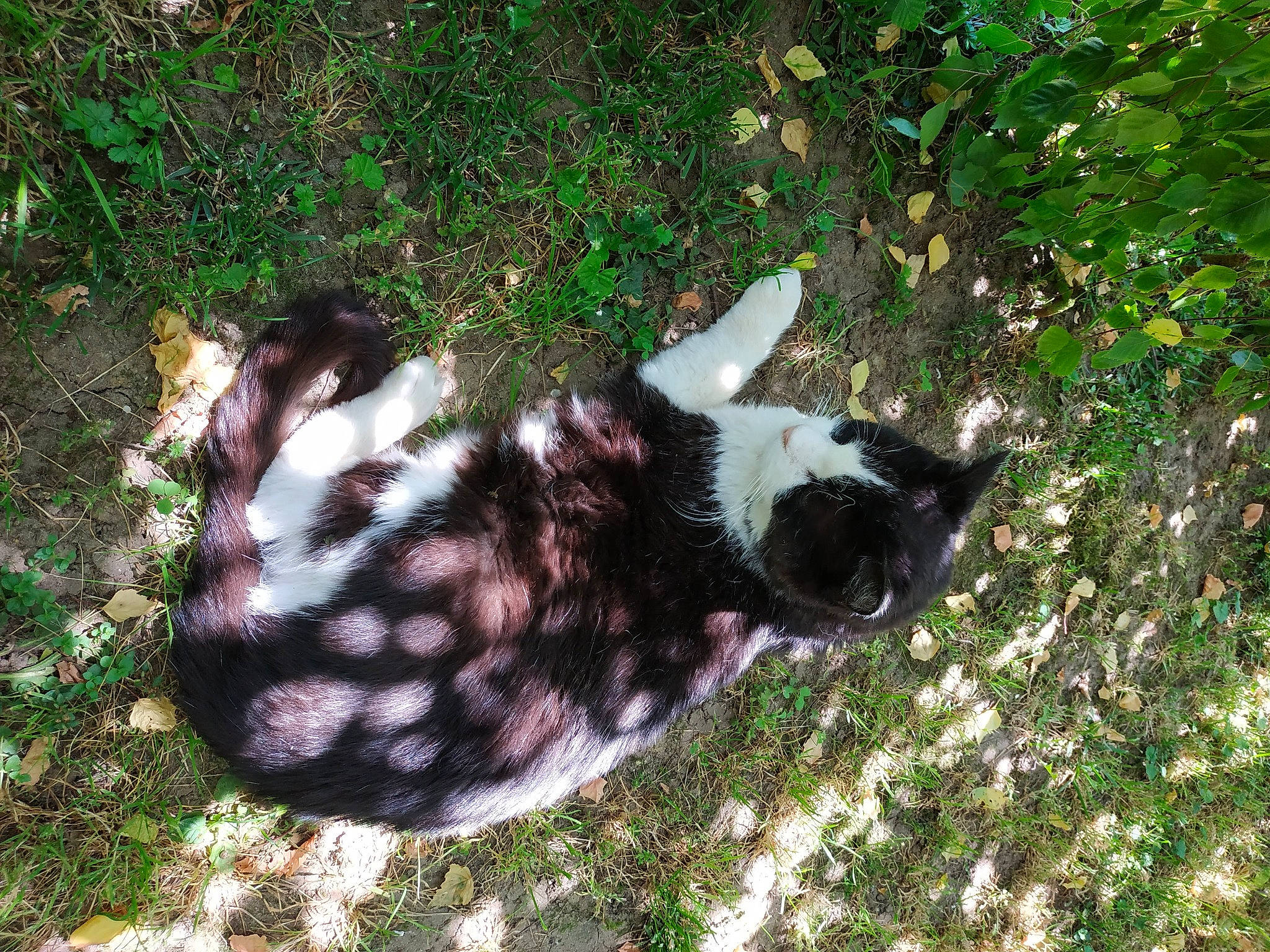 Dino participe au concours pour gagner de l'argent avec cette photo : canidae, carnivore, cat, dog_breed, fawn, felidae, fur, grass, groundcover, pattern, plant, small_to_medium_sized_cats, snout, sporting_group, tail, terrestrial_animal, whiskers, wildlife