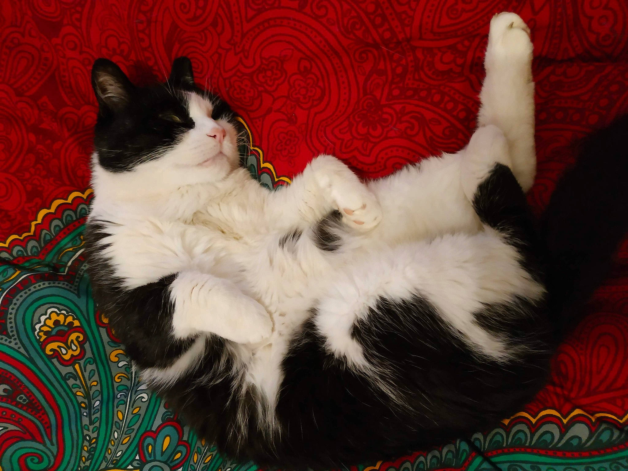 Dino a rejoint le concours — aidez-le/la à gagner de superbes lots ! carnivore, cat, claw, comfort, domestic_short_haired_cat, eye, felidae, foot, formal_wear, fur, lap, pattern, paw, small_to_medium_sized_cats, tail, whiskers