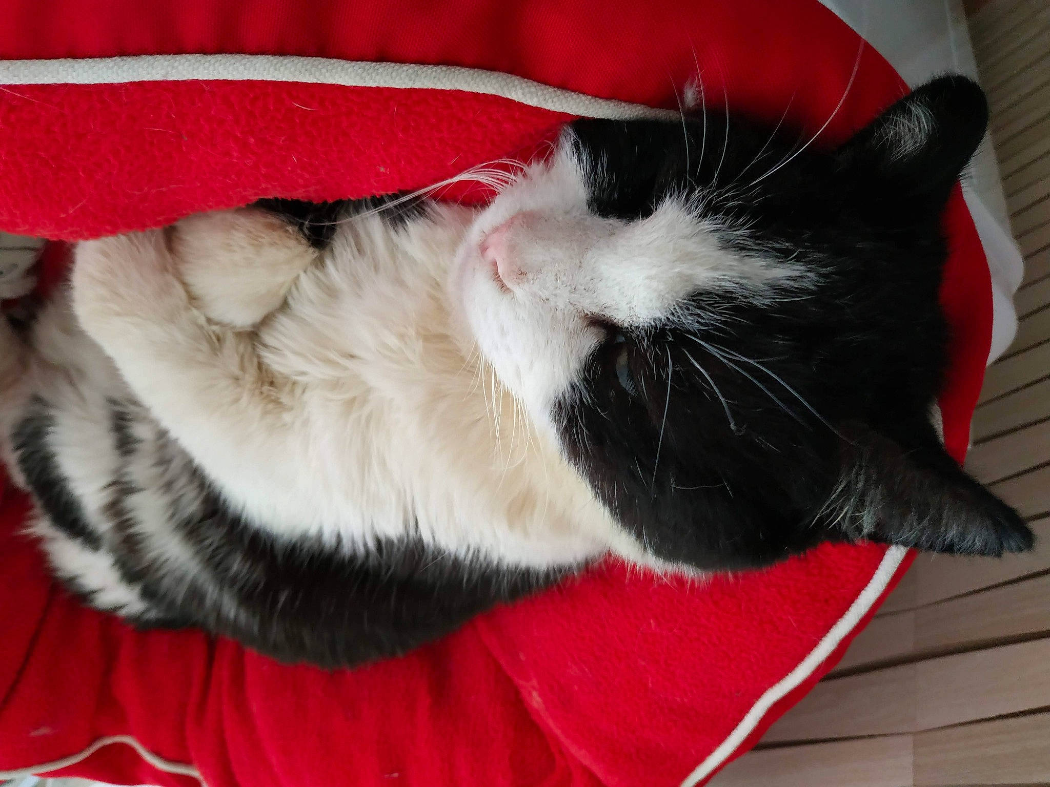 Dino participe au concours pour gagner de l'argent avec cette photo : canidae, carmine, carnivore, cat, cat_supply, claw, collar, comfort, domestic_short_haired_cat, eye, felidae, fur, human_leg, lap, nap, paw, small_to_medium_sized_cats, snout, tail, whiskers