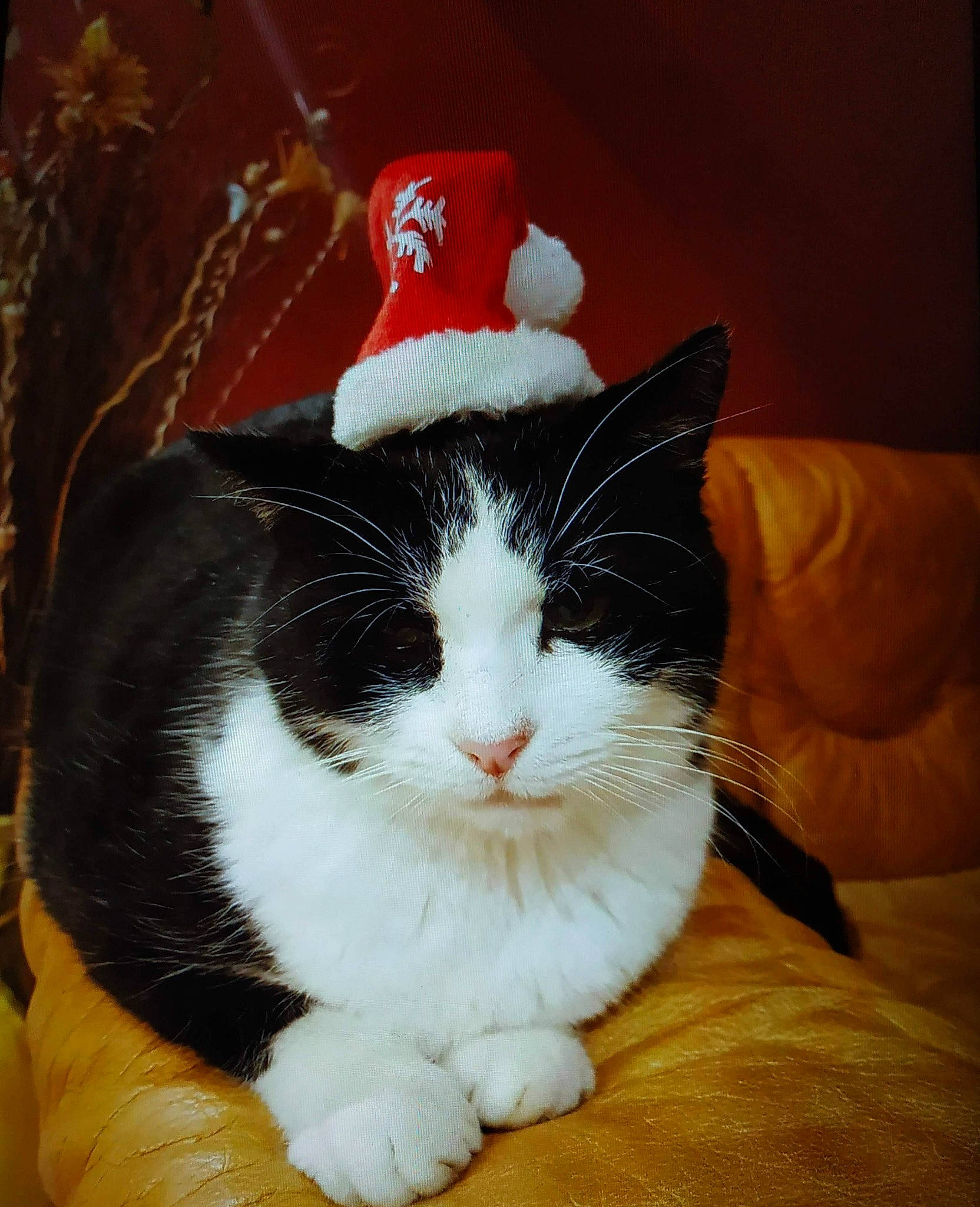 Dino participe au concours pour gagner de l'argent avec cette photo : carmine, carnivore, cat, comfort, costume_hat, domestic_short_haired_cat, event, eye, felidae, fur, hat, holiday, lap, paw, small_to_medium_sized_cats, snout, tail, tree, whiskers, window