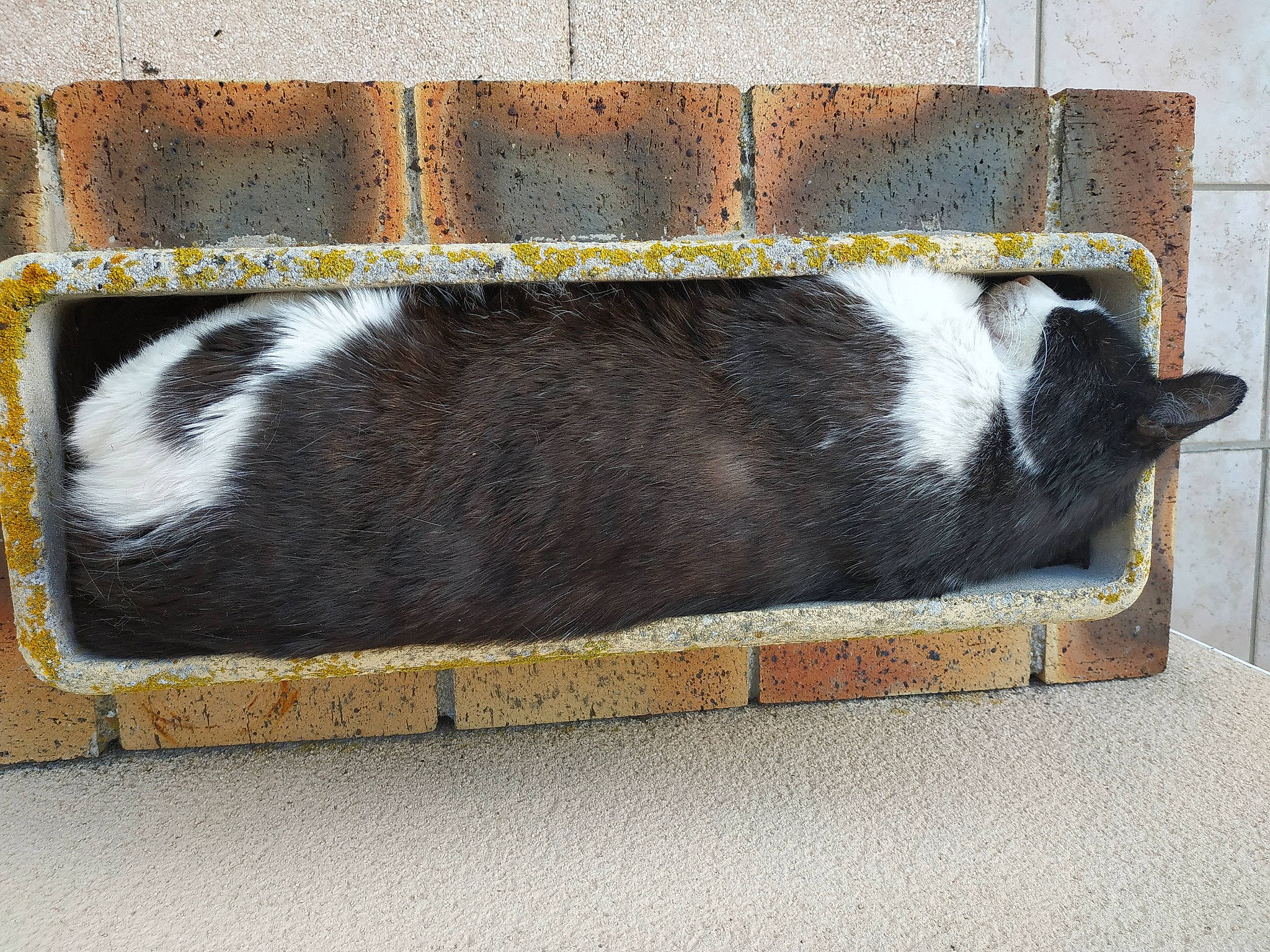 Dino participe au concours pour gagner de l'argent avec cette photo : brick, bumper, carnivore, fur, rectangle, road_surface, snout, tail, terrestrial_animal, tints_and_shades, window, wood