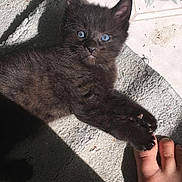 Chiggs joined the competition — help win amazing prizes! kitten, black_cat, blue_eyes, paw, toe, carpet, sunlight, shadow, floor, playful, pet, animal, cute, feline, indoor, closeup, texture, resting, young, domestic_cat
