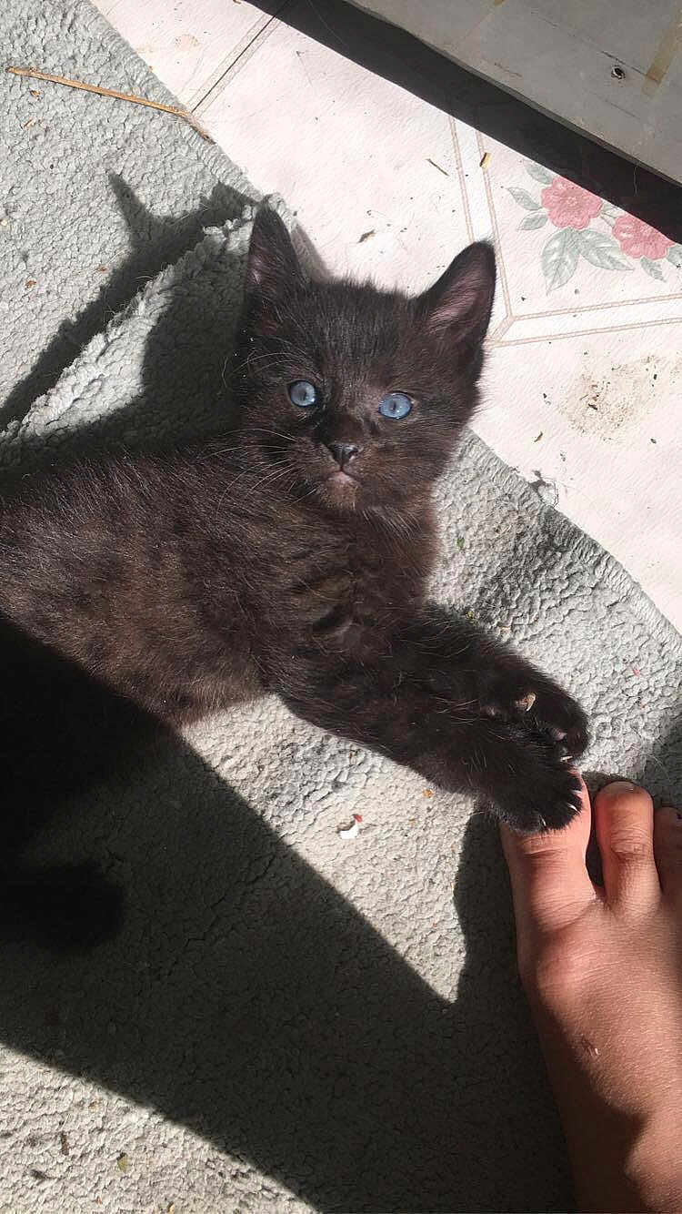 Chiggs joined the competition — help win amazing prizes! kitten, black_cat, blue_eyes, paw, toe, carpet, sunlight, shadow, floor, playful, pet, animal, cute, feline, indoor, closeup, texture, resting, young, domestic_cat