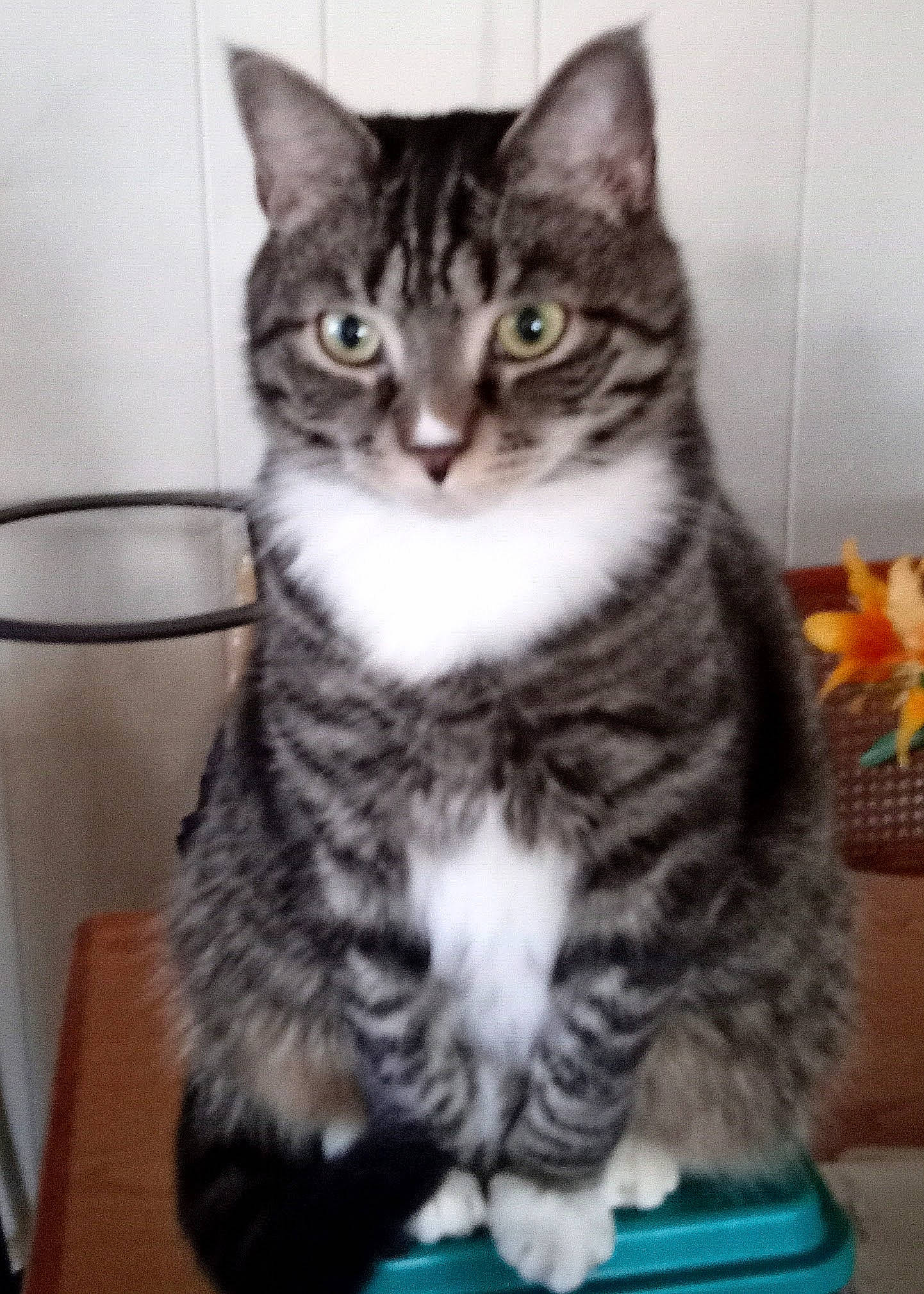 Boots joined the competition — help win amazing prizes! carnivore, cat, domestic_short_haired_cat, eye, felidae, fur, iris, paw, small_to_medium_sized_cats, snout, terrestrial_animal, whiskers