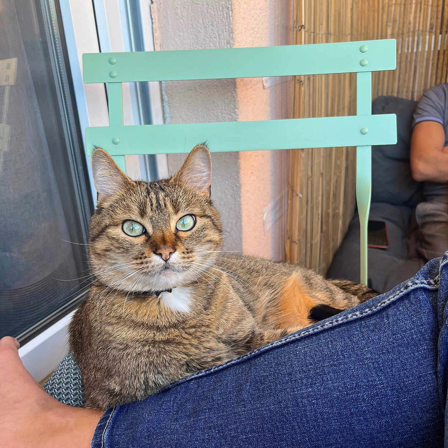 Hinata participe au concours pour gagner de l'argent avec cette photo : abyssinian, adult, animal, architecture, building, cat, chair, clothing, couch, female, furniture, indoors, jeans, kitten, manx, pants, person, pet, woman, wood