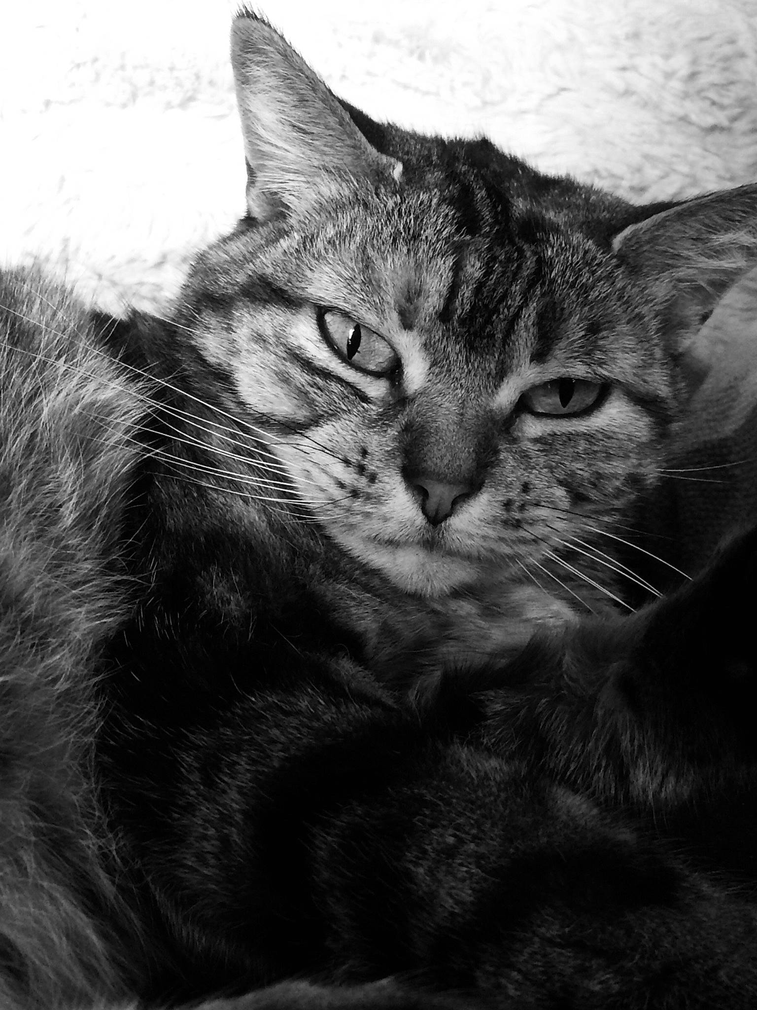 Lili a rejoint le concours — aidez-le/la à gagner de superbes lots ! american_wirehair, asian, black, black_and_white, carnivore, cat, domestic_short_haired_cat, dragon_li, european_shorthair, eye, felidae, fur, mammal, monochrome, monochrome_photography, small_to_medium_sized_cats, snout, tabby_cat, whiskers, white