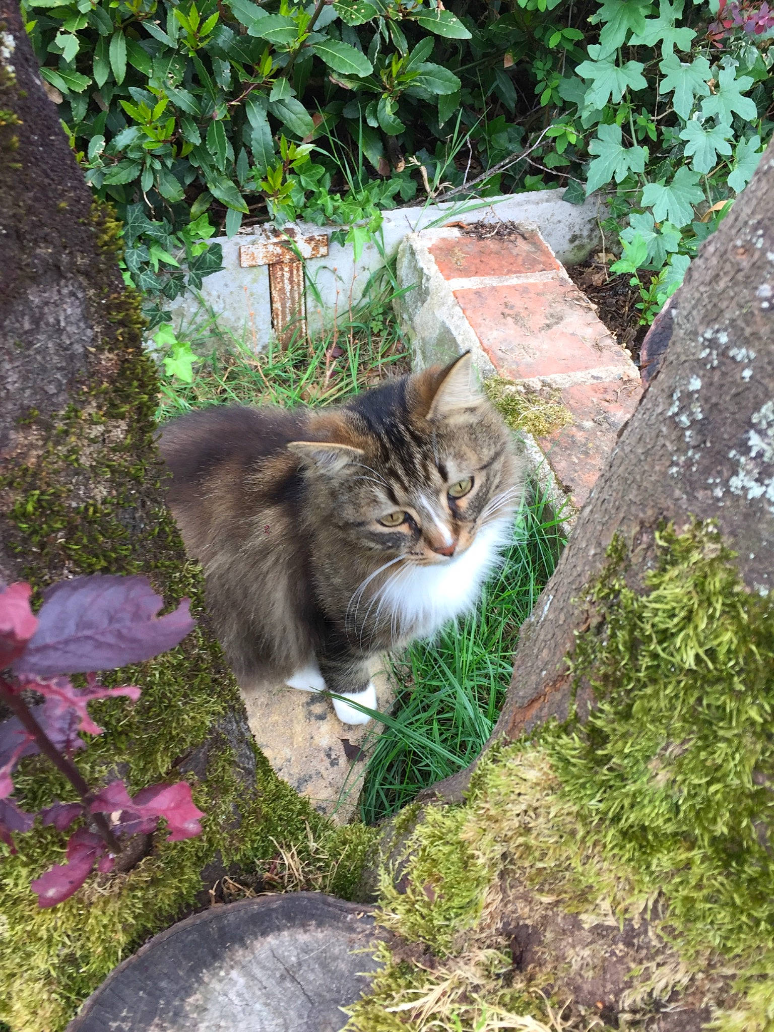 Hal a rejoint le concours — aidez-le/la à gagner de superbes lots ! aegean_cat, carnivore, cat, domestic_long_haired_cat, domestic_short_haired_cat, european_shorthair, fawn, felidae, grass, maine_coon, norwegian_forest_cat, plant, siberian, small_to_medium_sized_cats, tabby_cat, tail, whiskers, wild_cat