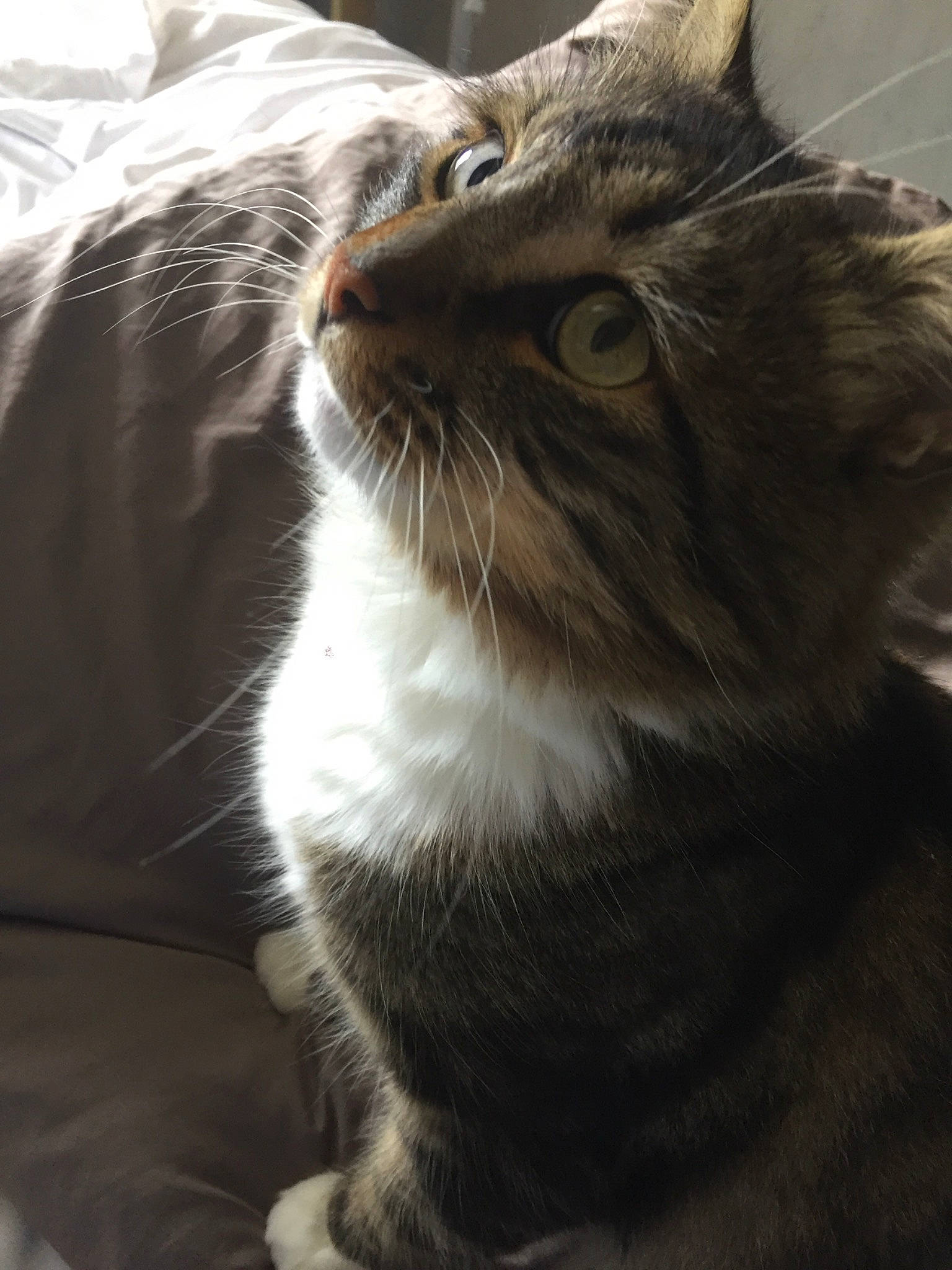 Hal a rejoint le concours — aidez-le/la à gagner de superbes lots ! black_and_white, carnivore, cat, domestic_long_haired_cat, european_shorthair, felidae, fur, kitten, maine_coon, mammal, norwegian_forest_cat, siberian, small_to_medium_sized_cats, snout, tabby_cat, whiskers