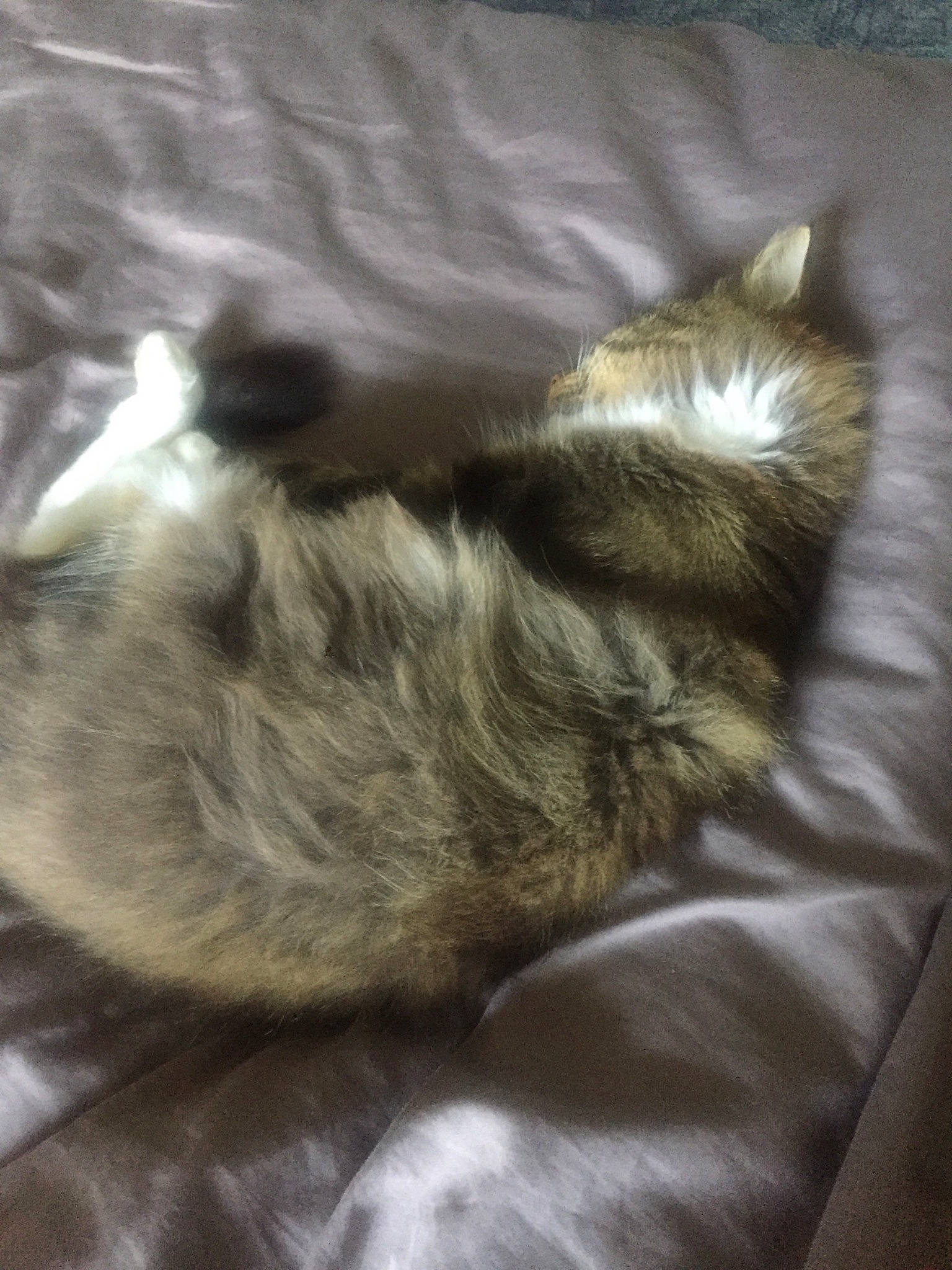 Hal a rejoint le concours — aidez-le/la à gagner de superbes lots ! canidae, carnivore, cat, dog_breed, domestic_long_haired_cat, felidae, fur, nap, norwegian_forest_cat, puppy, sleep, small_to_medium_sized_cats, tail, whiskers