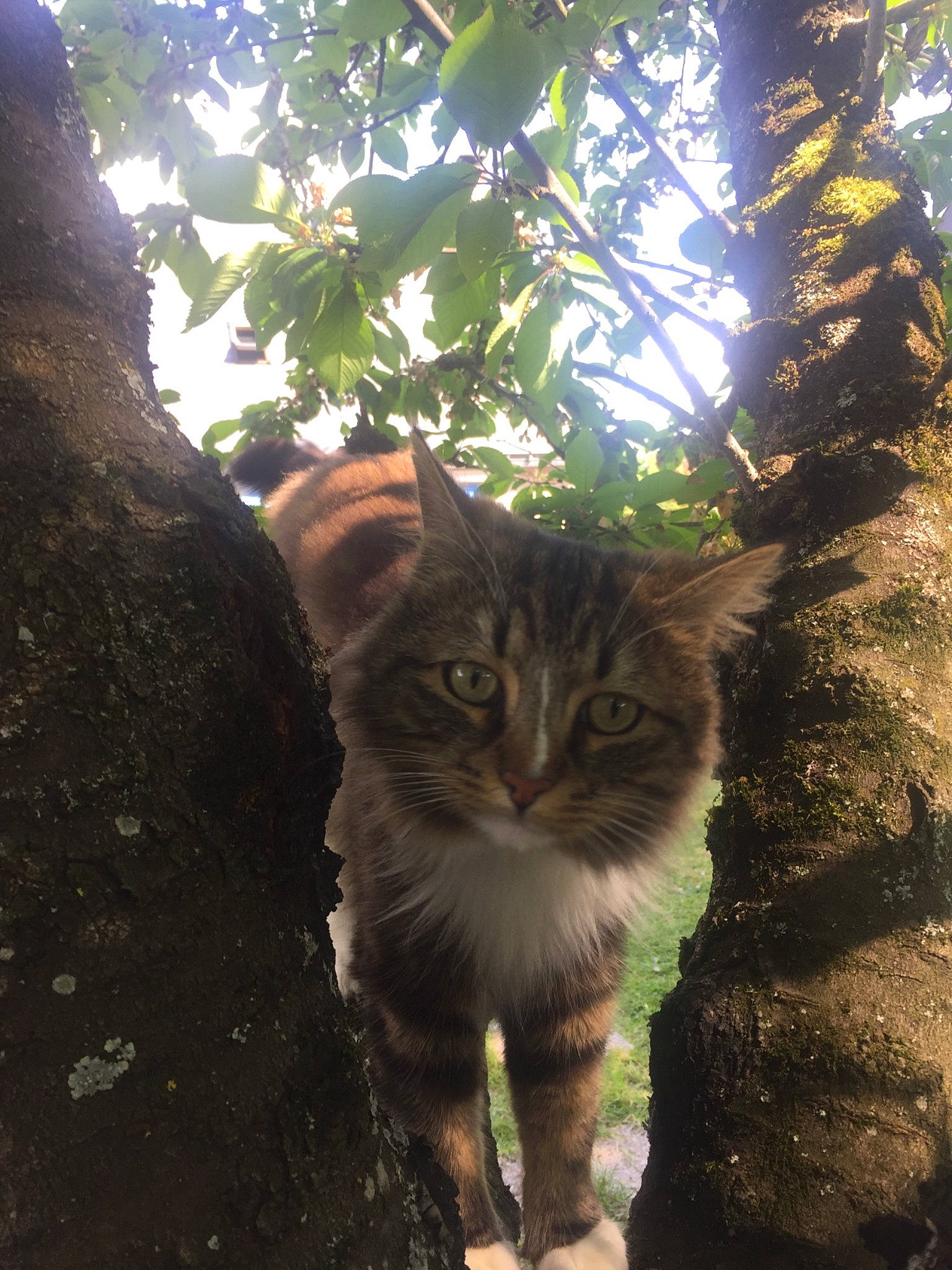 Hal participe au concours pour gagner de l'argent avec cette photo : aegean_cat, carnivore, cat, domestic_short_haired_cat, european_shorthair, eye, fawn, felidae, norwegian_forest_cat, plant, small_to_medium_sized_cats, sunlight, tabby_cat, tree, whiskers, wild_cat, wildlife