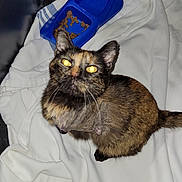 Casey joined the competition — help win amazing prizes! cat, tortoiseshell_cat, pet, food_bowl, kibble, blanket, indoor, animal, feline, curious, looking_up, close_up, domestic_cat, fur, whiskers, tail, resting, soft_texture, cage, companion