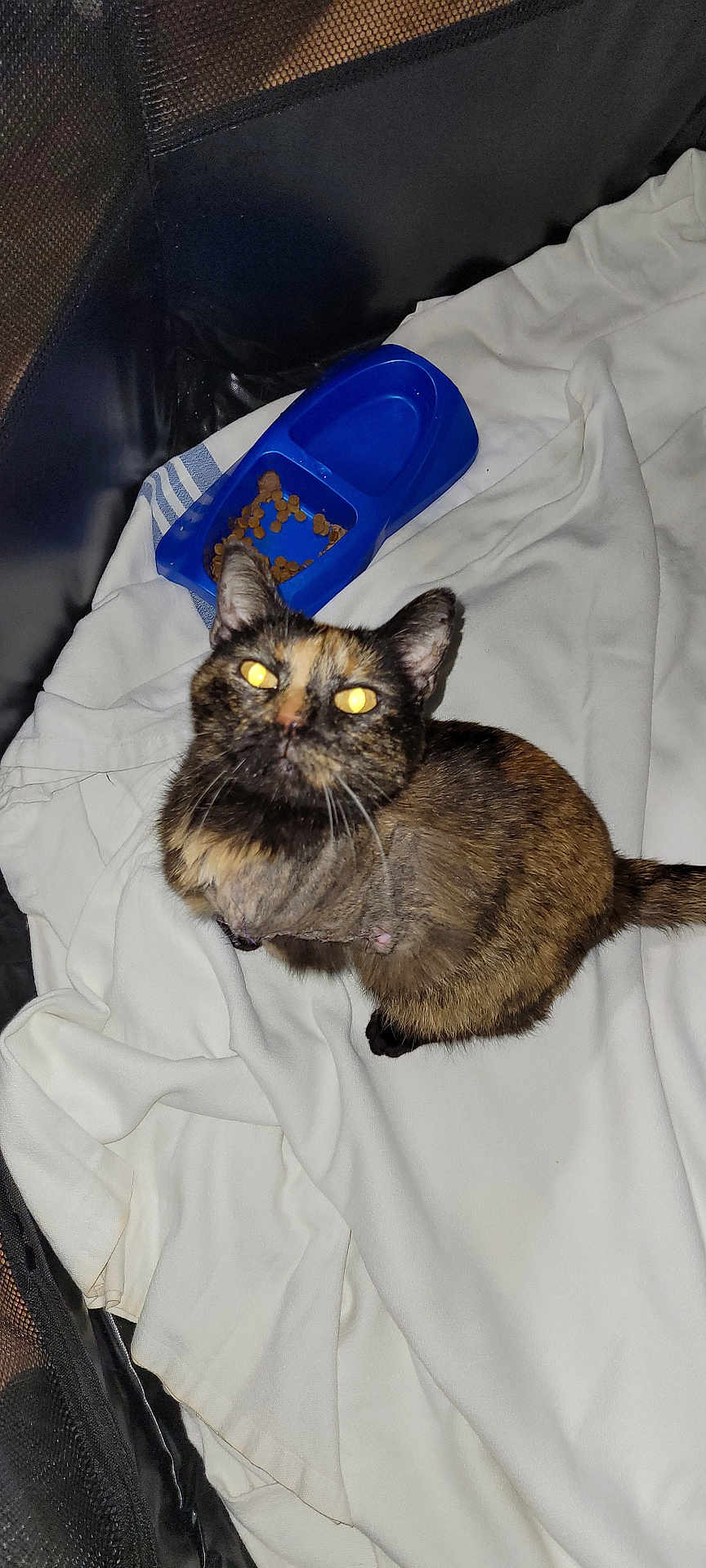 Casey joined the competition — help win amazing prizes! cat, tortoiseshell_cat, pet, food_bowl, kibble, blanket, indoor, animal, feline, curious, looking_up, close_up, domestic_cat, fur, whiskers, tail, resting, soft_texture, cage, companion