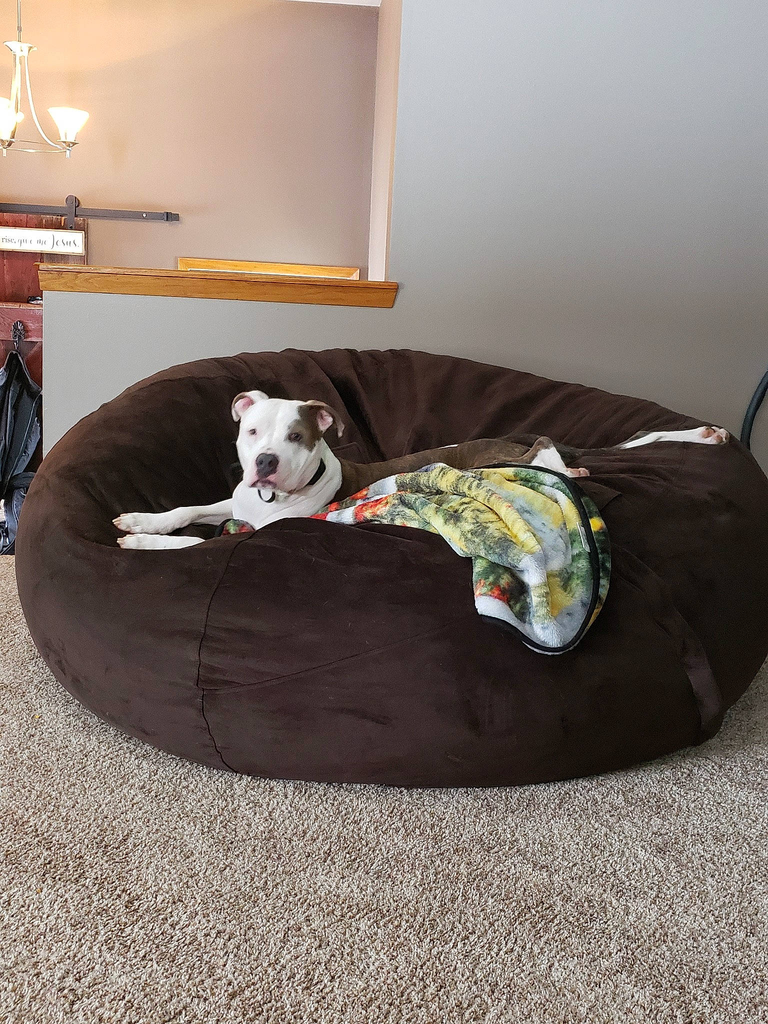 Achilles is registered to the contest to win money with this photo: canidae, comfort, companion_dog, couch, dog_bed, dog_breed, floor, flooring, furniture