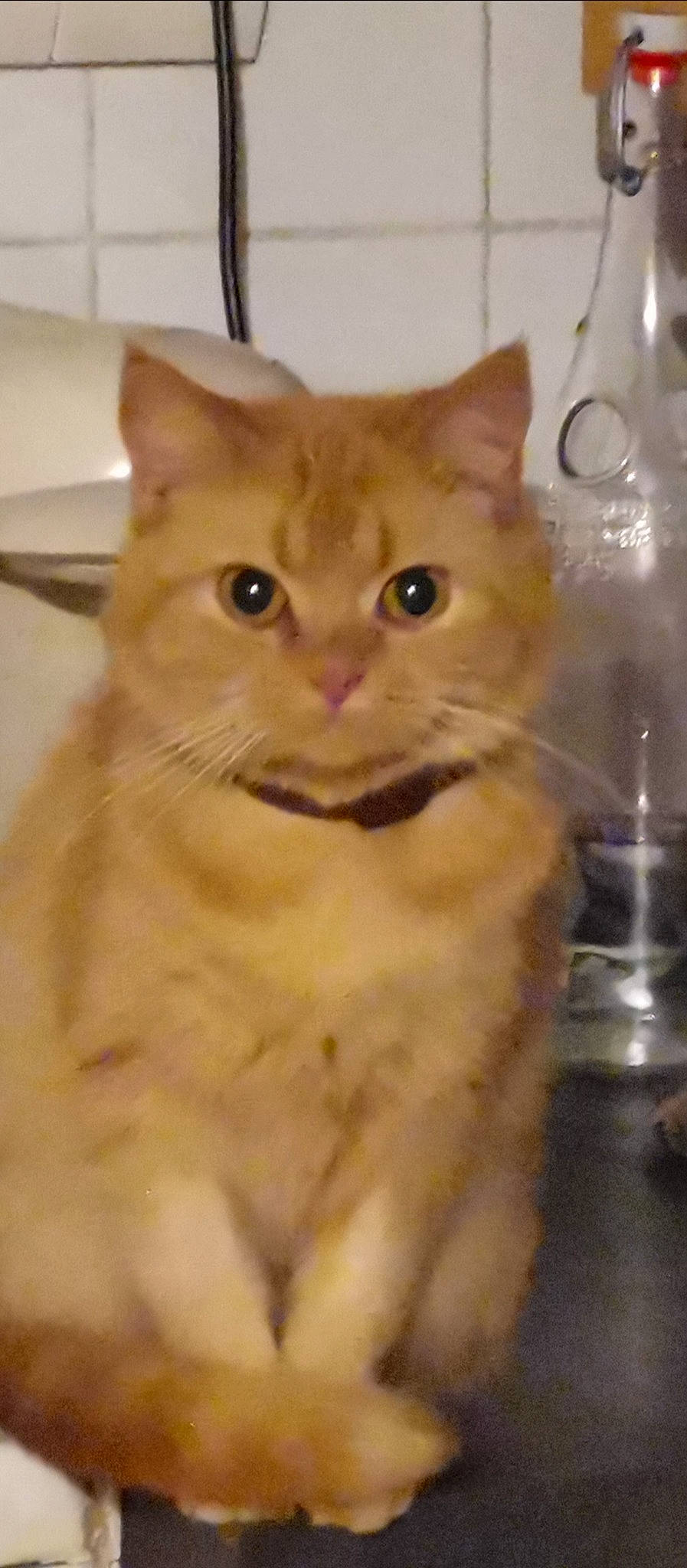 Abby participe au concours pour gagner de l'argent avec cette photo : aegean_cat, arabian_mau, asian, asian_semi_longhair, carnivore, cat, domestic_long_haired_cat, domestic_short_haired_cat, european_shorthair, eye, fawn, felidae, kitten, mammal, polydactyl_cat, small_to_medium_sized_cats, snout, tabby_cat, vertebrate, whiskers