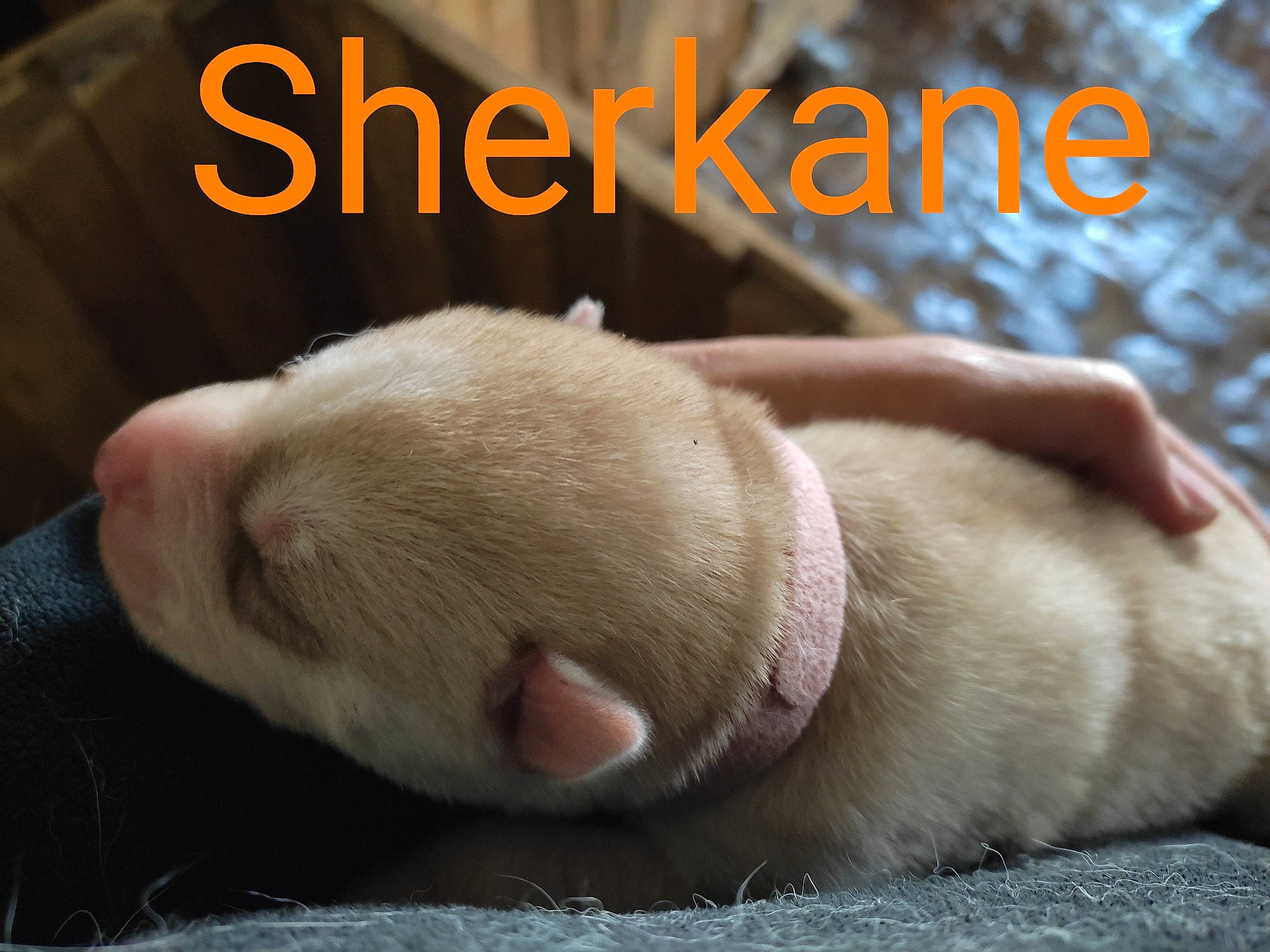 Sherkane