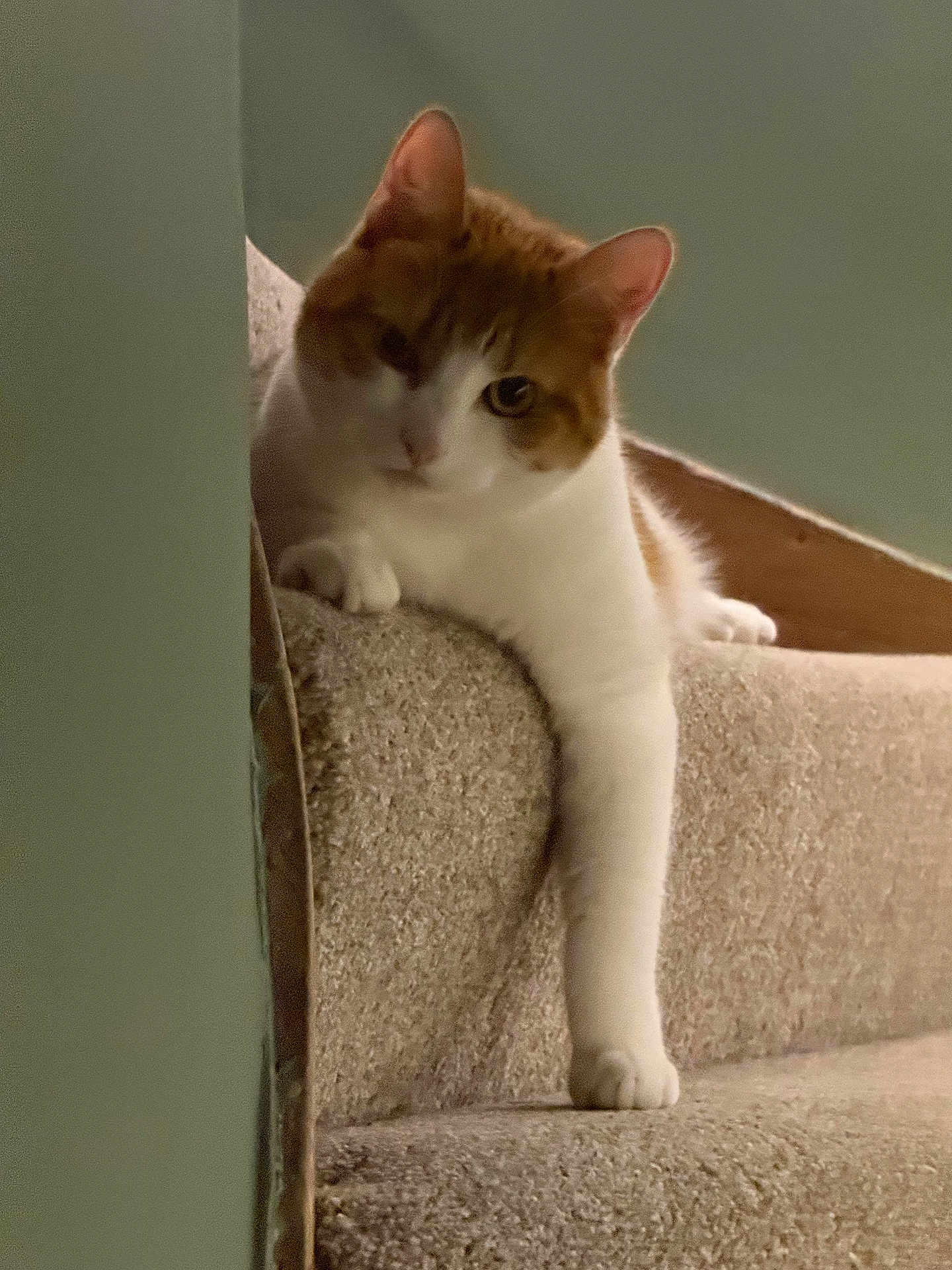 Luna is registered to the contest to win money with this photo: cat, orange_and_white, feline, lounging, couch, furniture, indoor, relaxed, paw, texture, curious, pet, domestic_animal, resting, cozy, soft_lighting, side_view, home, animal, one_paw_out