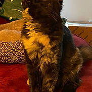 Punkey is registered to the contest to win money with this photo: abyssinian, animal, architecture, armchair, blackcat, brasssection, building, cat, chair, couch, cushion, furniture, homedecor, indoors, kitten, livingroom, manx, musicalinstrument, pet, room