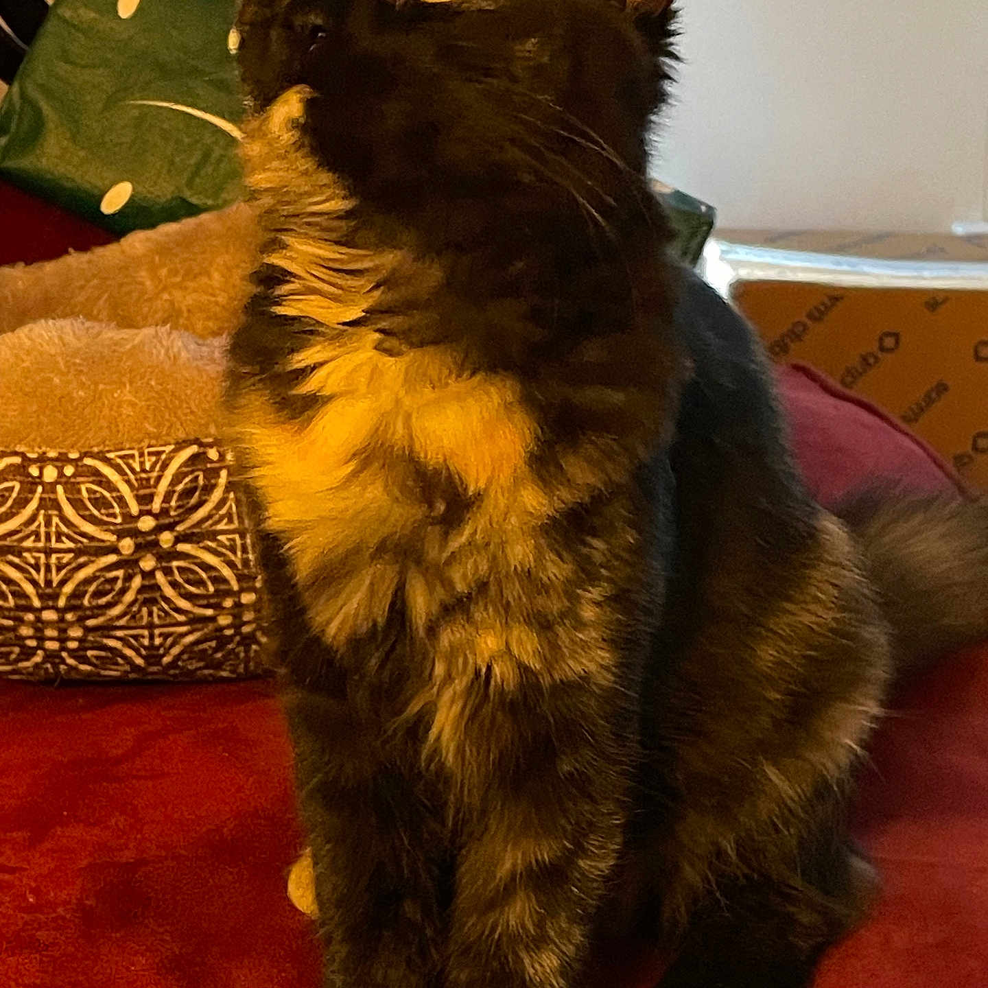 Punkey is registered to the contest to win money with this photo: abyssinian, animal, architecture, armchair, blackcat, brasssection, building, cat, chair, couch, cushion, furniture, homedecor, indoors, kitten, livingroom, manx, musicalinstrument, pet, room