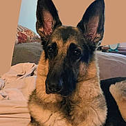 Lady joined the competition — help win amazing prizes! german_shepherd, dog, pet, animal, ears, fur, bed, blanket, indoor, portrait, laying_down, canine, looking_at_camera, domestic_animal, cute, mammal, household, resting, attention, companion