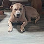 animal, brown_dog, calm, canine, collar, dog, domestic, ears, flooring, furniture, home, indoor, lying_down, muzzle, pet, quiet, resting, shadow, tail, wooden_floor