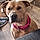Nala Girl