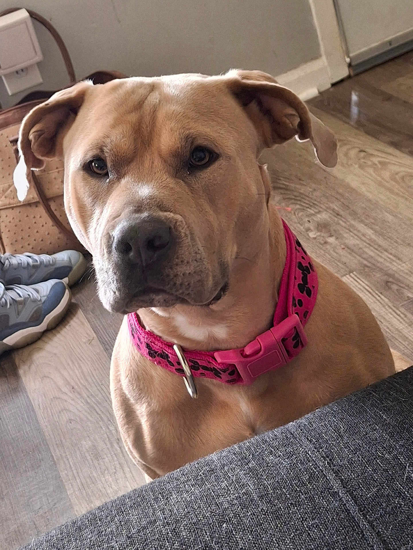 Nala Girl joined the competition — help win amazing prizes! animal, bag, brown_dog, canine, closeup, collar, cute, dog, domestic, ears, floor, furniture, indoor, looking, pet, portrait, shoes, snout, waiting, wood_floor