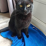 Salem participe au concours pour gagner de l'argent avec cette photo : animal, black_cat, blanket, blue_blanket, cat, close_up, cozy, curtains, cute, ears, feline, fur, golden_eyes, indoor, pet, portrait, sitting, whiskers, window, wood_floor
