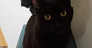Salem participe au concours pour gagner de l'argent avec cette photo : alert, animal, black_cat, cat, chair, close_up, curtain, dark_fur, feline, golden_eyes, home, indoor, pet, pointed_ears, portrait, sitting, staring, wall, whiskers, wooden_floor