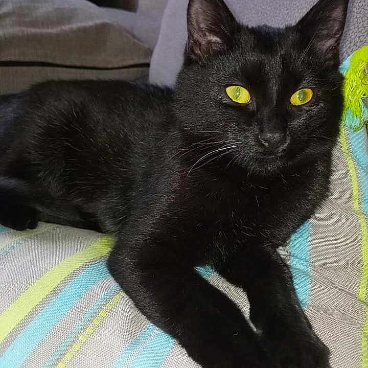 Salem